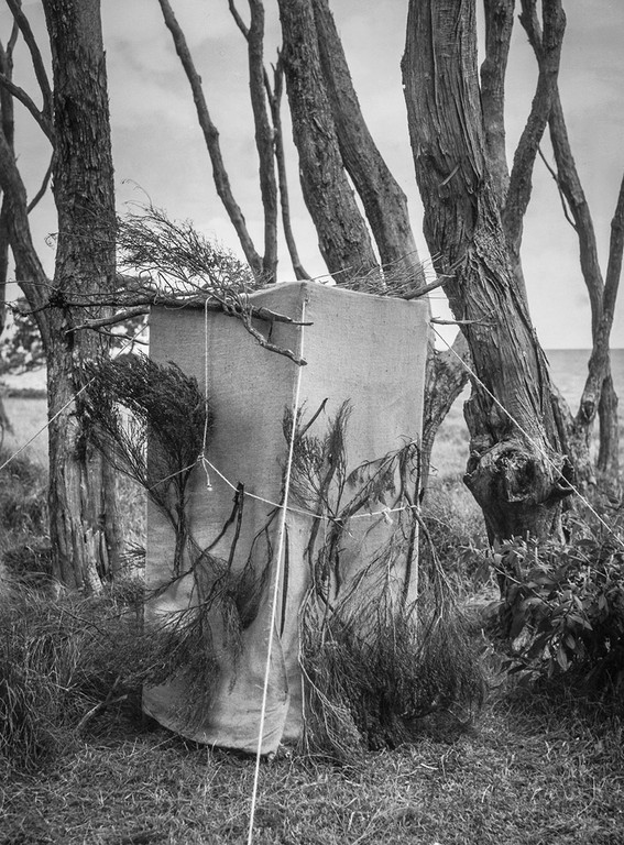 Kenneth Bigwood, ‘Little Barrier Island. Bird Life. Hide erected at nest of Red- Fronted Parakeet in the bowl of a Kanuka tree, for photographic purposes.’ [AAQT-6539-A20719], Black and white photograph, Dimensions variable, 1949, Copyright Archives New Zealand.