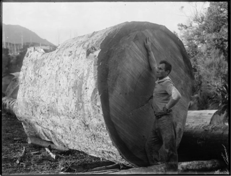 Man standing beside a kauri log, Herekino, Northland. Northwood brothers: Photographs of Northland. Ref: 1/1-004888-G. Alexander Turnbull Library, Wellington, New Zealand. http://natlib.govt.nz/records/22892421. Permission of the Alexander Turnbull Library, Wellington, New Zealand, must be obtained before any reuse of this image.