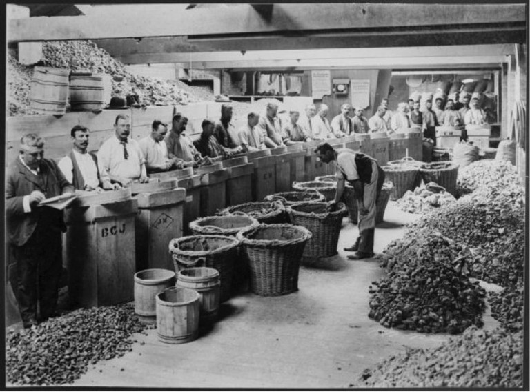 Sorting kauri gum at Michelson and Company, Auckland. Making New Zealand: Negatives and prints from the Making New Zealand Centennial collection. Ref: MNZ-0707-1/4-F. Alexander Turnbull Library, Wellington, New Zealand. http://natlib.govt.nz/records/23214653. Permission of the Alexander Turnbull Library, Wellington, New Zealand, must be obtained before any reuse of this image.
