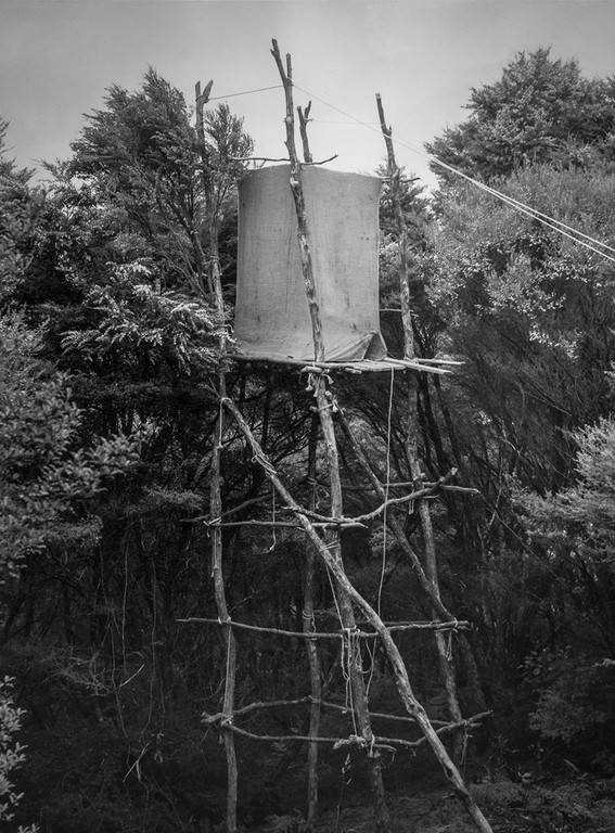 Kenneth Bigwood, ‘Little Barrier Island. Bird Life. 25 ft. pylon hide erected for photographic purposes at a Tui’s nest in the top-most branches of a Kanuka tree. This was the lowest Tui’s nest found on Little Barrier Island.’ [AAQT-6539-A20717], Black and white photograph, Dimensions variable, 1949, Copyright Archives New Zealand.