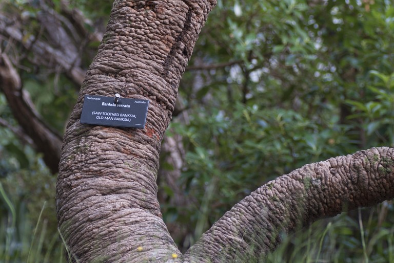 Jessica Hubbard, Banksia serrata, digital photograph, 2015. ©Jessica Hubbard