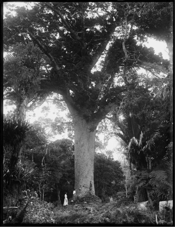 Kauri tree, Northland. Northwood brothers :Photographs of Northland. Ref: 1/1-006247-G. Alexander Turnbull Library, Wellington, New Zealand.http://natlib.govt.nz/records/23213108. Permission of the Alexander Turnbull Library, Wellington, New Zealand, must be obtained before any reuse of this image.