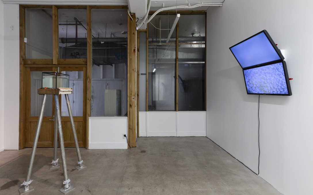 Henrietta Fisher, Race (oracle) & The Seer's Tower II, installation view. Image courtesy of Cheska Brown.