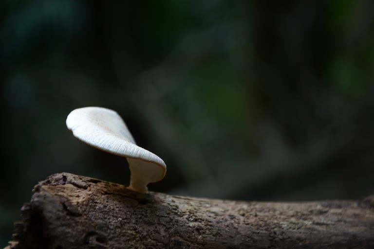 Emily Cannan, Waveform Mushroom, digital photograph. Mt Glorious, Queensland, April 27 2014. ©Emily Cannan