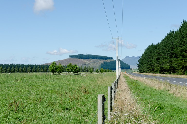 Mary Macpherson, Radiata Pine plantation, SH 5, near Taupo. Archival inkjet print, 420x594mm, series 2011-2014. © Mary Macpherson