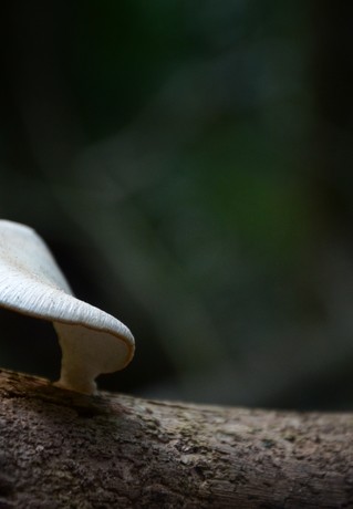 Emily Cannan, Waveform Mushroom, digital photograph. Mt Glorious, Queensland, April 27 2014. ©Emily Cannan