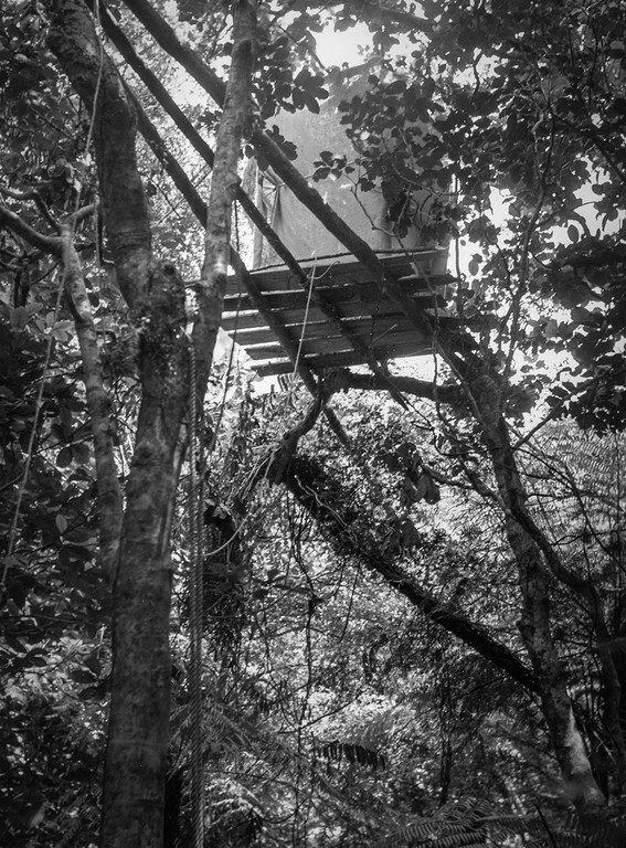 Kenneth Bigwood, ‘Little Barrier Island. Bird Life. Tree hide, 30 ft. high, erected for photographic purposes at Rifleman’s Nest, N.Z.’s smallest bird, in the dead branch of a Puriri tree. Access to it was gained via the rope up the straight tree on the left and along the three poles, tightrope effect.’ [AAQT-6539-A20716], Black and white photograph, Dimensions variable, 1949, Copyright Archives New Zealand.