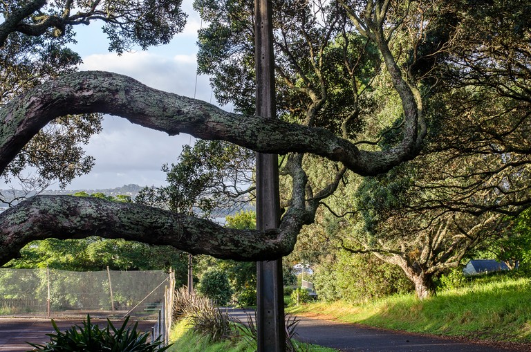 Mary Macpherson, Pohutukawa, Devonport, Auckland. Archival inkjet print, 420x594mm, series 2011- 2014. © Mary Macpherson