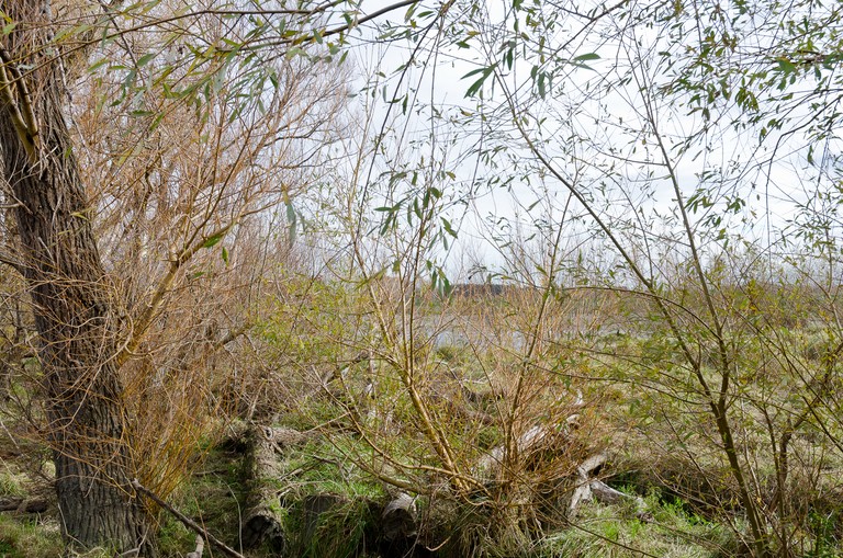 Mary Macpherson, Willows, Ruamahanga Bridge walk, near Martinborough. Archival inkjet print, 420x594mm, series 2011-2014. © Mary Macpherson