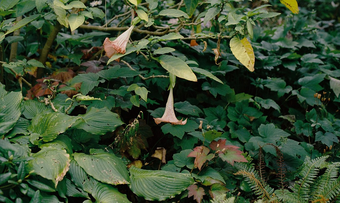 Daegan wells, Research image, Rita Angus Cottage garden, 2020. Image courtesy of the artist.