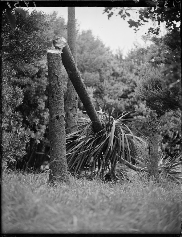 Cabbage tree at the Dominion Museum cut by vandals photographed circa 25 January 1951 by an Evening Post photographer. Evening Post Collection, Alexander Turnbull Library.