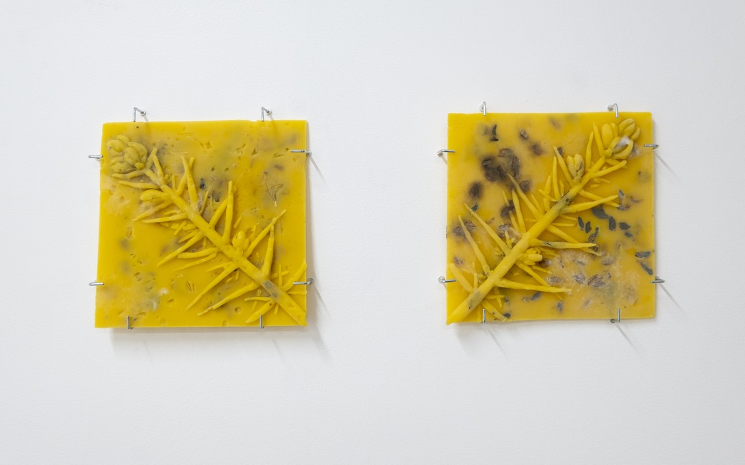 George Turner, Gorse Soap, 2025. Installation view. Photo by Samson Dell.