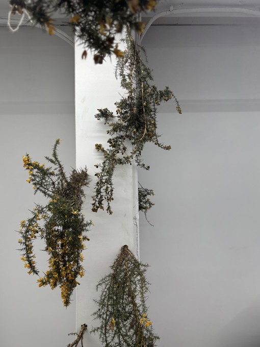 Jack Ellery, C U T Gorse, 2024. Image courtesy of DJCS.