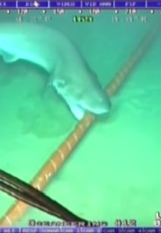 Robert Mcmillan, "Sharks wage war on undersea internet cables",WIRED, August 18, 2014, http://www.wired.co.uk/article/shark-cables