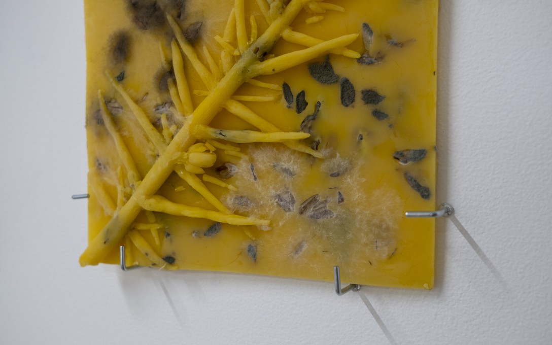 George Turner, Gorse Soap, 2025. Detail view. Photo by Samson Dell.