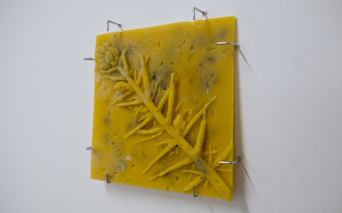 George Turner, Gorse Soap, 2025. Installation view. Photo by Samson Dell.