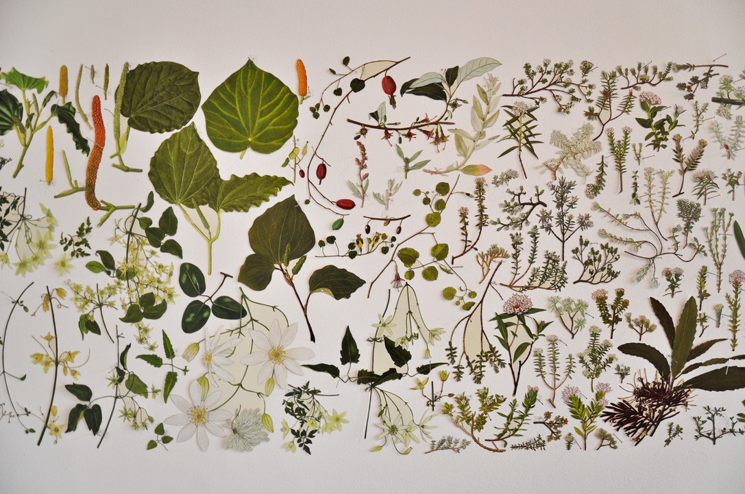 Gabrielle Amodeo, PODOCARPACEAE / Dacrycarpus – ASTERACEAE / Pachystegia (detail), 2010. Image courtesy of Lance Cash.