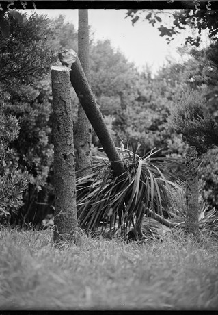 Cabbage tree at the Dominion Museum cut by vandals photographed circa 25 January 1951 by an Evening Post photographer. Evening Post Collection, Alexander Turnbull Library.