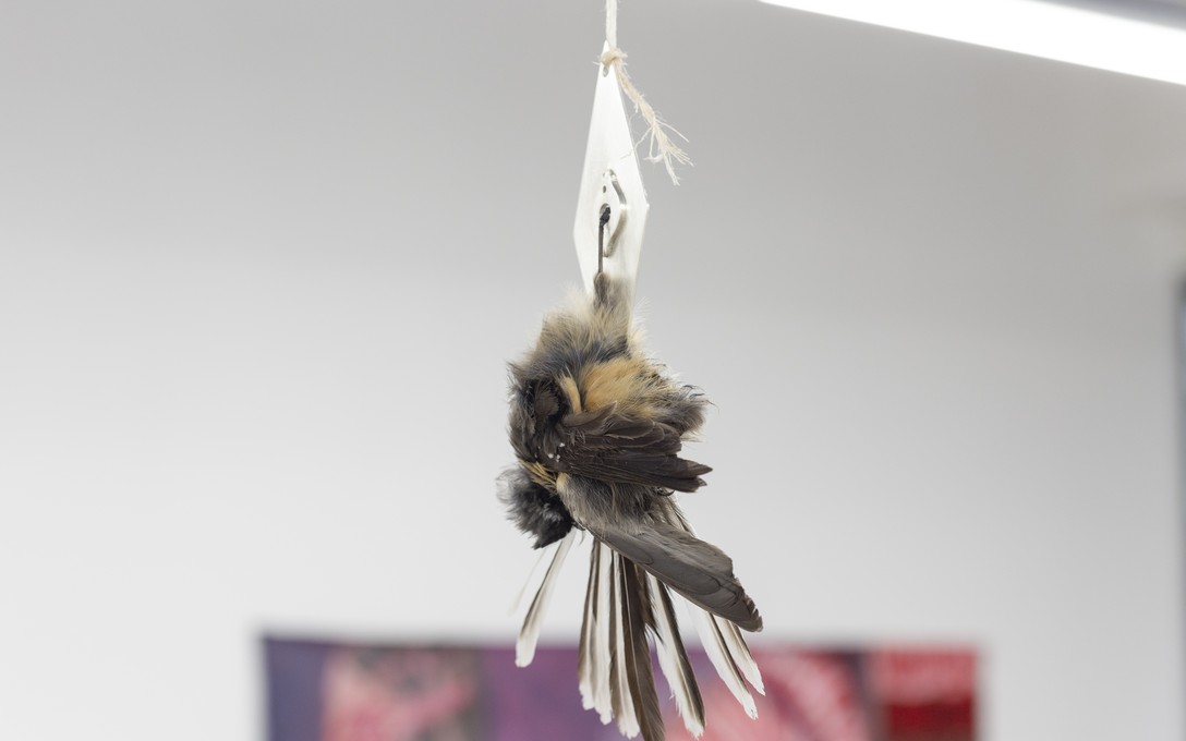 Aroha Matchitt-Millar, Tīwaiwaka takamiri turuma, he tangata kaikino. Image courtesy of Cheska Brown.  