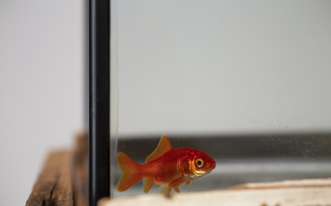 Henrietta Fisher, The Seer's Tower II, 2024, disused rimu steps, disused scaffolding, glass tank, water, goldfish, (detail). Image courtesy of Cheska Brown.