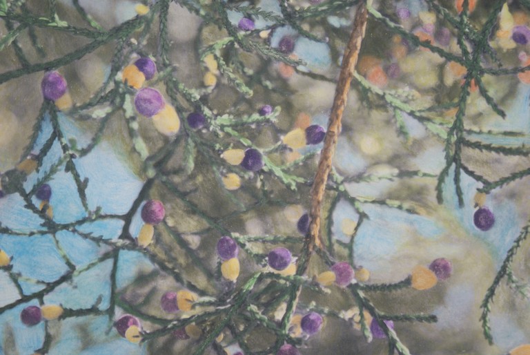 Bridget Reweti, Awe Kāpara, Hand coloured print on German etching paper, 600x420mm, 2014. © Bridget Reweti