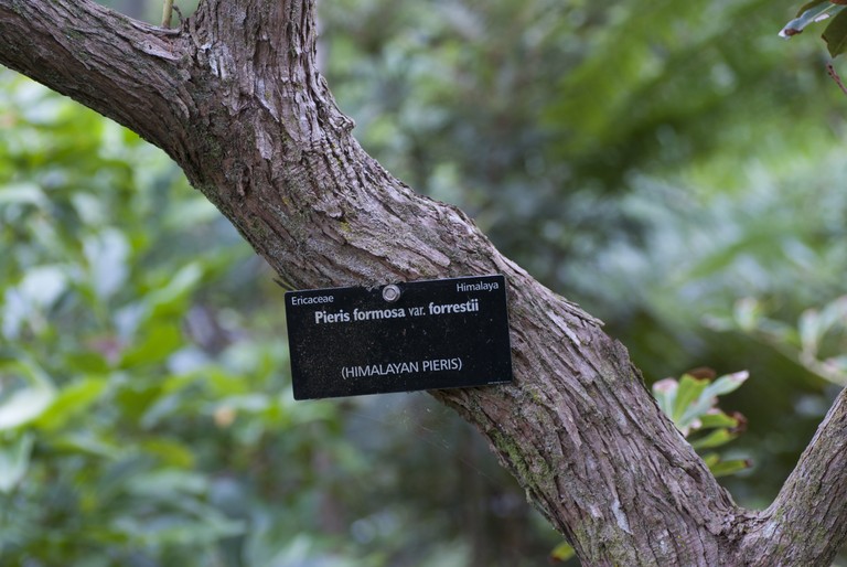 Jessica Hubbard, Pieris Formosa var. forestii, digital photograph, 2015. ©Jessica Hubbard