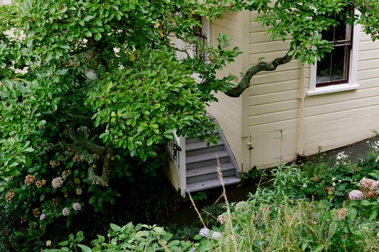 Image: Rita Angus Cottage and garden