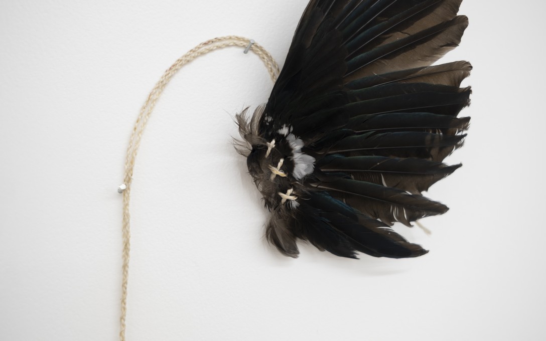 Arawhetu Berdinner, Tāraro tūī - hair adornment, parirau tūī, muka, aute/tapa kōkōwai/preserved tūī wing, flax fibre cordage, barkcloth, earth pigment, 2026, detail. Photo by Samson Dell.