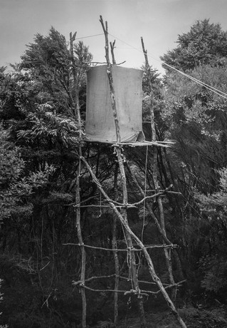 Kenneth Bigwood, ‘Little Barrier Island. Bird Life. 25 ft. pylon hide erected for photographic purposes at a Tui’s nest in the top-most branches of a Kanuka tree. This was the lowest Tui’s nest found on Little Barrier Island.’ [AAQT-6539-A20717], Black and white photograph, Dimensions variable, 1949, Copyright Archives New Zealand.
